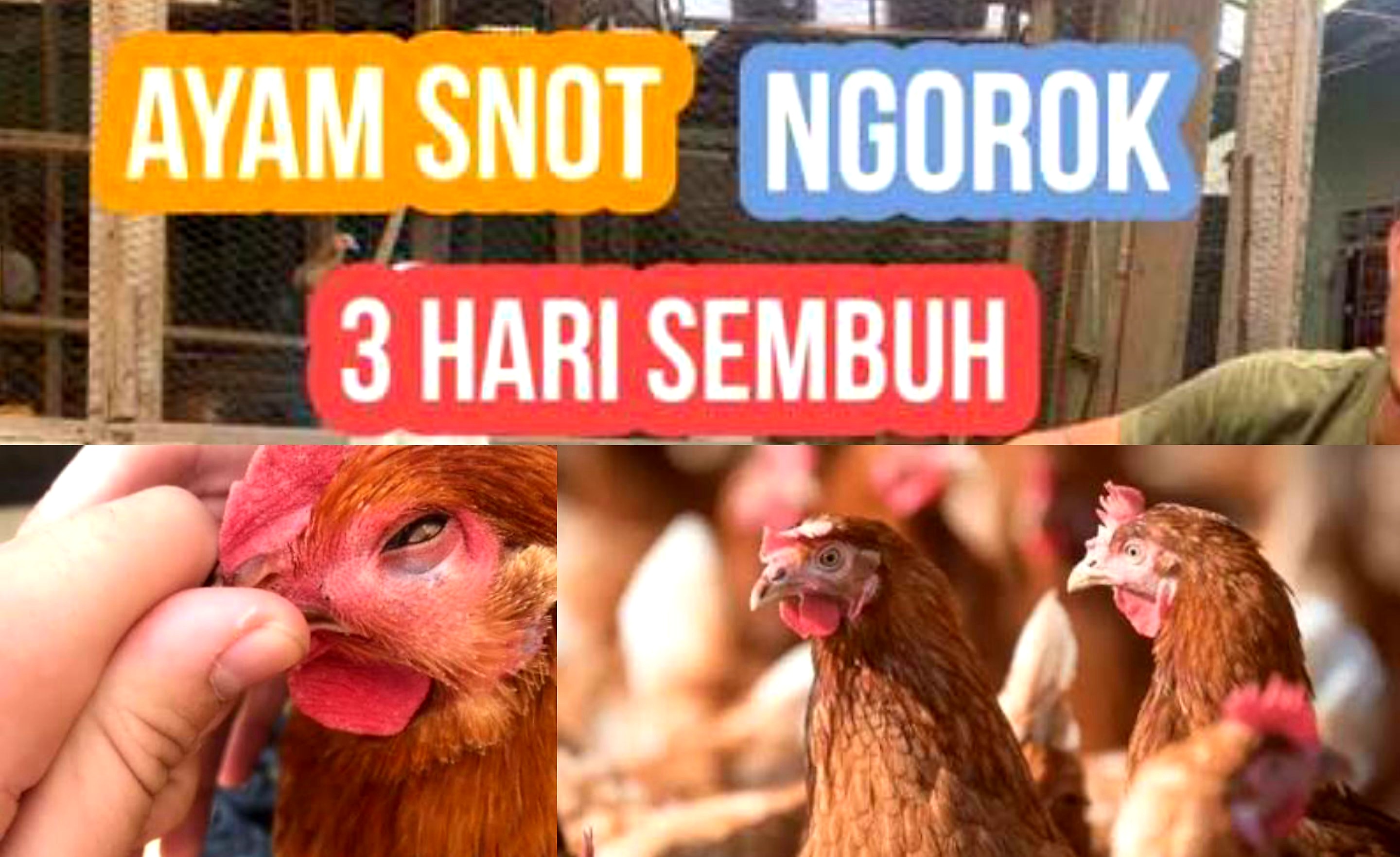 5 Penyebab, Gejala dan Cara Mengatasi Penyakit Snot pada Ayam Petelur ...