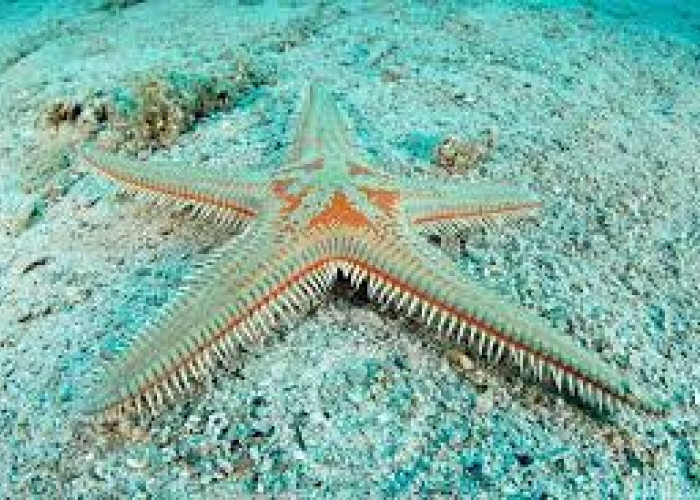Keajaiban Alam, Fenomena Tubuh Aneh Bintang Laut yang Memukau