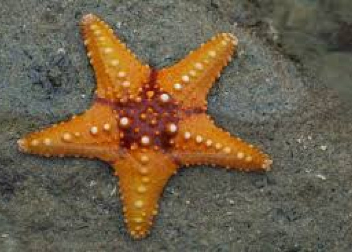 Bintang Laut yang Aneh, Telaah tentang Variasi Tubuh yang Tak Biasa