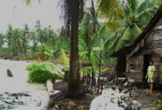 Kisah di Balik Daun-daun, Misteri Suku Paloh di Jantung Hutan Kalimantan