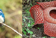 Flora dan Fauna di Taman Nasional Bukit Tigapuluh: Keanekaragaman Hayati yang Mengagumkan