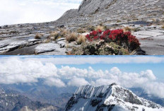 Keanekaragaman Hayati Gunung Jayawijaya, Surga Flora dan Fauna!