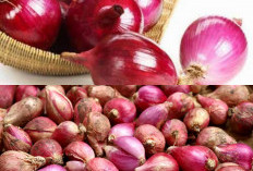 Tak Disangka! Khasiat Bawang Merah untuk Tubuh Sangat Besar