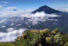 Inilah Panorama Alam Dari Puncak Tertinggi Ketiga Di Jawa Tengah: Gunung Sindoro