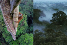 Gunung Palung, Tempat Terbaik untuk Menyatu dengan Alam dan Misteri!