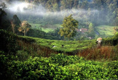 Membuka Sejarah dan Misteri Gunung Halimun, Ada Apa?