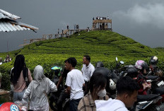 Bukit Tungguan, Destinasi Wisata Baru di Pagaralam