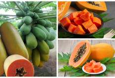 Tak Hanya Mani, Inilah 5 Manfaat Luar Biasa dari Pepaya Untuk Kesehatan Anda,Simak Penjelasannya!