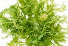 Yuk Cari Tahu, Inilah 5 Manfaat Rumput Laut Untuk Kesehatan Yang Luar Biasa