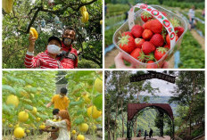 5 Rekomendasi Wisata Kebun Buah : Nikmati Sensasi Petik Buah Lasung dari Pohonnya!!