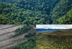 Sebelum Dibabat Hingga Gundul Abis! Ini Fakta Sejarah Hijaunya Hutan di Pulau Kalimantan