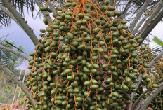 Heboh, Pohon Kurma Berbuah Lebat di Pagaralam