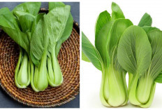 Wajib Anda Coba! 5 Manfaat Pakcoy untuk Kesehatan Tubuh