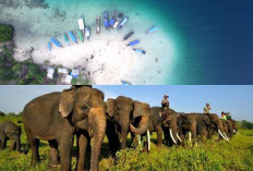 Itinerary 3 Hari 2 Malam Lampung 2026: Eksotisnya Bawah Laut Pahawang Hingga Keajaiban Gajah di Way Kambas!