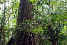 Misteri Hutan Lindung Tangkoko, Jejak Harimau Jawa dan Penampakan Langka
