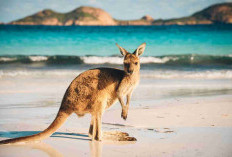 Fakta Menarik Dan Unik Tentang Negara Kanguru