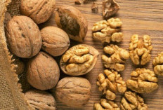 5 Manfaat Kacang Kenari Sebagai Sumber Antioksidan Perlindungan Tubuh Yang Alami