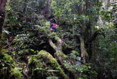 Kisah Makhluk Gaib Penjaga Gunung dan Fenomena Alam yang Aneh Gunung Bukit Raya