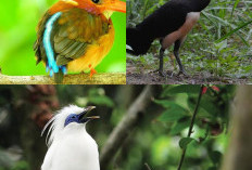 10 Jenis Burung Indonesia yang Hampir Punah dan Harus Dilestarikan!