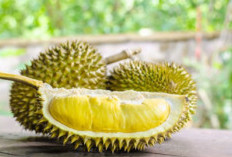 Adakah Manfaat Buah Durian Untuk Kesehatan? Yuk Ini 5 Pesona Durian Untuk Kulit Yang Sehat!
