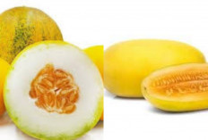 Rahasia di Balik Kesegaran Timun Suri  Untuk Kesehatan Yang Jarang Diketahui!