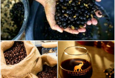Kopi dari Kotaran Gajah? Black Ivory Coffee Kopi Termahal dan Langka di Dunia. Berani Coba?