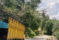 Bambu Roboh Nyangkut di Kabel Listrik, Warga Khawatir