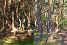 Misteri di Balik Hutan Bengkok Mengapa Tempat Ini Dikenal Sebagai Terlarang? Cek Faktanya!