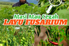 Layu Sebelum Panen? Begini Cara Atasi Layu Fusarium Pada Sayuran. Cocok Untuk Petani Pemula