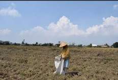 BMKG Pastikan La Nina Belum Landa RI, Begini Prediksi Produksi Beras dan Tantangan Cuaca