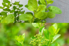 5 Khasiat Luar Biasa Daun Beluntas 2026: Dari Pengusir Bau Badan Hingga Senjata Ampuh Lawan Peradangan Kronis!