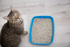 Ketahui! Ini 5 Tips Memilih Pasir Untuk Kucing yang Tepat