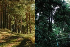 Masih Berani Berkunjung? Suara Aneh dan Penampakan Gaib Menyelami Misteri Hutan Sungai Bening