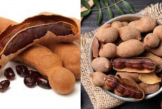 Rahasia Sehat dari Rasa Asam! Inilah 5 Manfaat Asam Jawa Untuk Kesehatan Tubuh