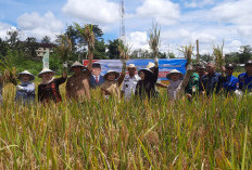 Wujud Nyata Tingkatkan Hasil Pertanian dengan Langkah Kongkret 