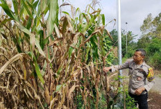 Polres Pagar Alam Aktif Dukung Ketahanan Pangan Lewat Monitoring Lahan Jagung Warga