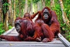 Wah Menakjubkan! Inilah Keindahan Alam Camp Leakey Kalimantan, Rumah Orangutan