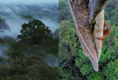 Kabut Misterius di Gunung Palung, Pesona dan Rahasia Tersembunyi