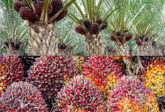 Palm Oil Prices Fluctuate Across Indonesia as Farmers Face Fresh Market Pressure in May 2026