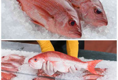 Apa Benar Ikan Kakap Punya Rahasia Kesehatan? Cek 5 Manfaat Ajaibnya yang Jarang Diketahui!