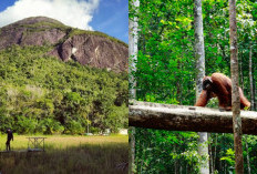 Pengen Naik Gunung? Yuk Simak Rahasia Flora dan Fauna Unik Gunung Palung Mitos atau Mistis?