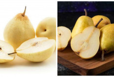 Kaya Nutrisi! Inilah 5 Manfaat Buah Pir untuk Kesehatan