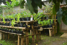 Manfaatkan Perkarangan, Penuhi Kebutuhan Keluarga