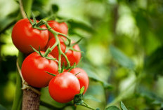 Memahami 5 Manfaat Antioksidan Tomat Dalam Menangkal Radikal Bebas