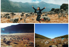 Surya Kencana. Pecahan Surga Gunung Pangrango yang Jadi Spot Populer Para Pendaki. Ini Fakta Menariknya!