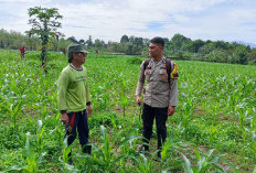 Polres Pagar Alam Ajak Petani Jagung Dukung Swasembada Pangan