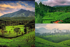 Pengen Liburan ke Alam? Nikmati Pesona Hijau Kebun Teh Sukawana Destinasi Wisata Alam yang Menyegarkan