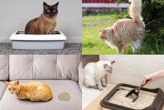 Mengapa Kucing Suka Pipis Sembarangan? Inilah 5 Tips Mengatasi Masalah Ini