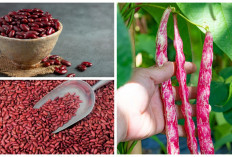 Wajib Dicoba! Inilah Manfaat Kacang Merah bagi Kesehatan Tubuh