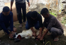 Harian Umum Pagaralam Pos Kurban 1 Ekor Kambing